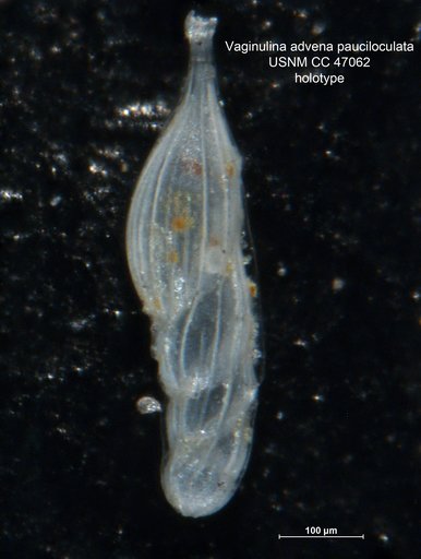 Vaginulina advena var. pauciloculata Cushman & Gray, 1946