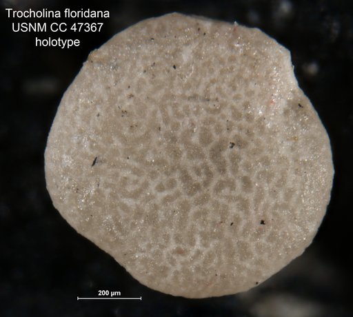 Trocholina floridana Cushman & Applin, 1947