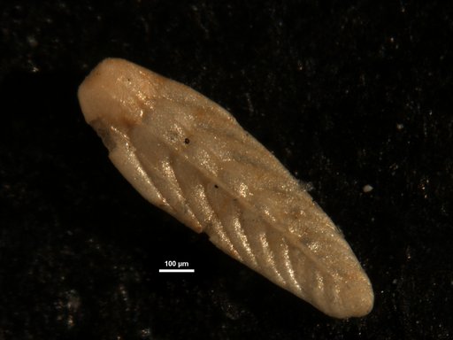 Plectofrondicularia peruviana Cushman & Stone, 1947