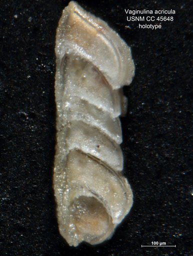 Vaginulina acricula Loeblich & Tappan, 1946