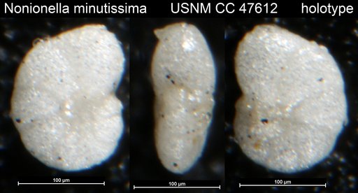Nonionella minutissima Todd, 1952
