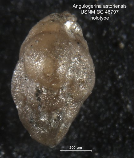 Angulogerina astoriensis Cushman et al., 1948