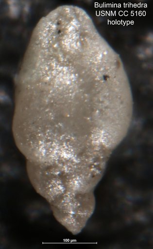 Bulimina trihedra Cushman, 1926