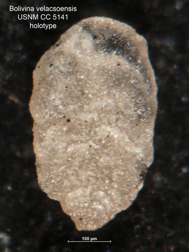 Bolivina velascoensis Cushman, 1926