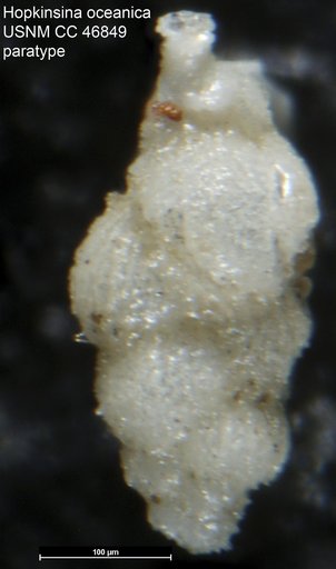 Hopkinsina oceanica Todd, 1948