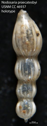 Nodosaria praecatesbyi Cushman & Todd, 1946