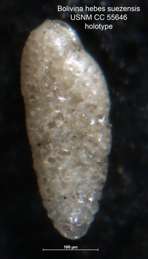 Bolivina hebes var. suezensis Said, 1949