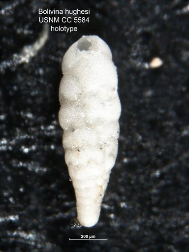 Bolivina hughesi Cushman, 1926