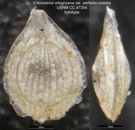 Entosolenia orbignyana var. perfecto-costata Cushman & Renz, 1947
