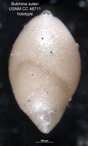 Bulimina (Desinobulimina) suteri Cushman & Renz, 1946