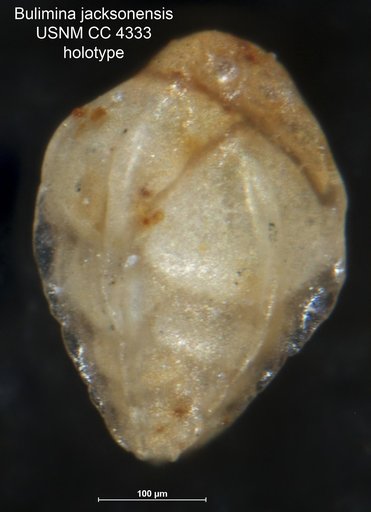 Bulimina jacksonensis Cushman, 1925