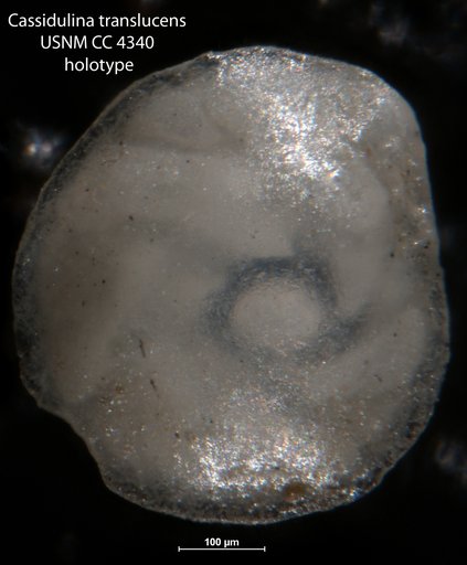 Cassidulina translucens Cushman & Hughes, 1925