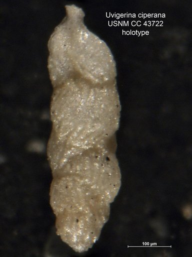 Uvigerina ciperana Cushman & Stainforth, 1945