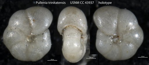 Pullenia trinitatensis Cushman & Stainforth, 1945
