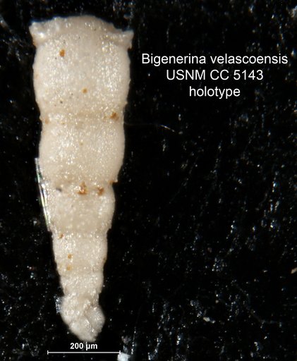 Bigenerina velascoensis Cushman, 1926