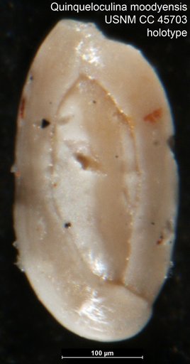 Quinqueloculina moodysensis Cushman & Todd, 1945