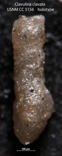 Clavulina clavata Cushman, 1926