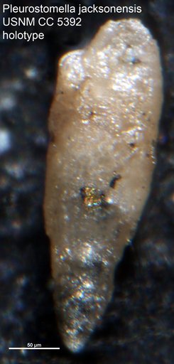 Pleurostomella jacksonensis Cushman & Applin, 1926