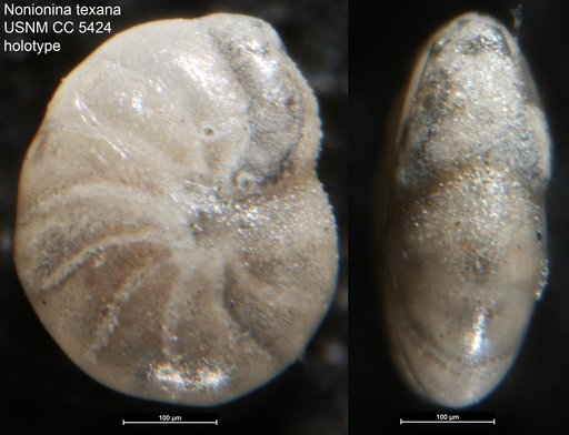 Nonionina texana (Cushman & Applin, 1926)