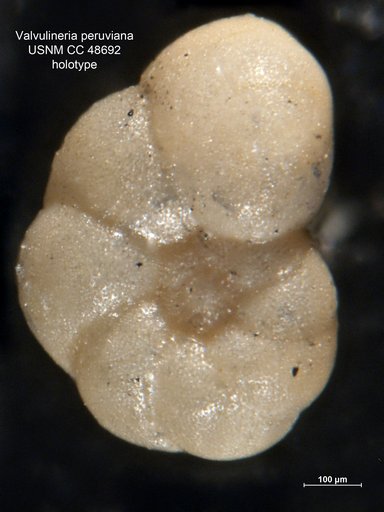 Valvulineria peruviana Cushman & Stone, 1947