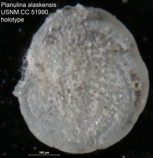 Planulina alaskensis Cushman & Todd, 1947