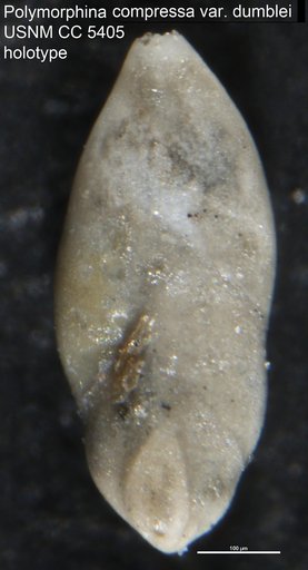 Polymorphina compressa var. dumblei Cushman & Applin, 1926