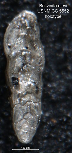 Bolivinita eleyi Cushman, 1927