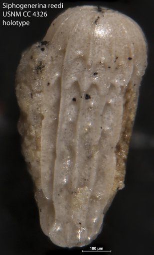 Siphogenerina reedi Cushman, 1925
