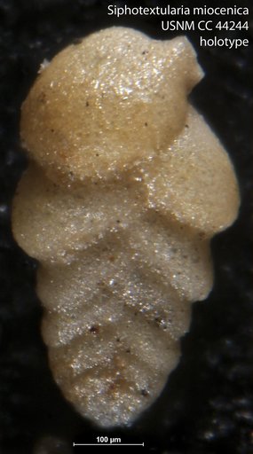 Siphotextularia miocenica Cushman & Todd, 1945
