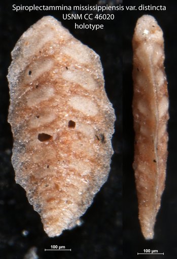 Spiroplectammina mississippiensis var. distincta Cushman, 1946