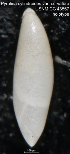 Pyrulina cylindroides var. curvatura Cushman & Stainforth, 1945