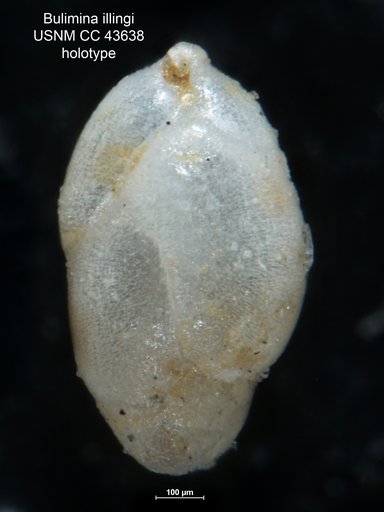 Bulimina (Desinobulimina) illingi Cushman & Stainforth, 1945