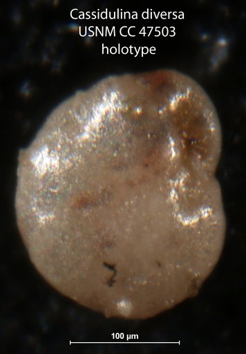 Cassidulina diversa Cushman & Stone, 1949