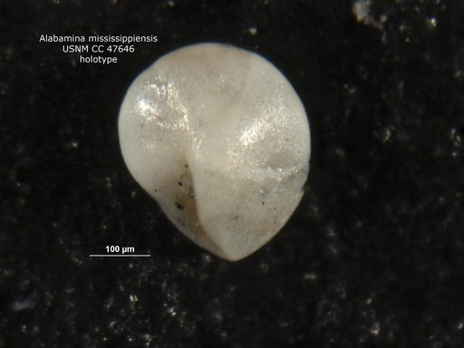 Alabamina mississippiensis Todd, 1952