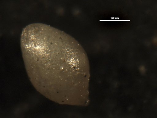 Ellipsoglandulina velascoensis Cushman, 1926