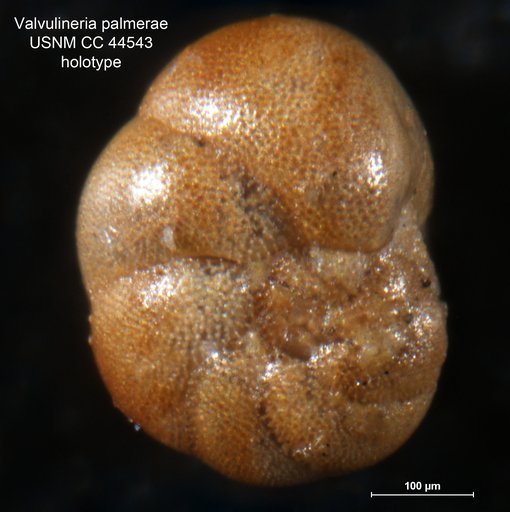 Valvulineria palmerae Cushman & Todd, 1945