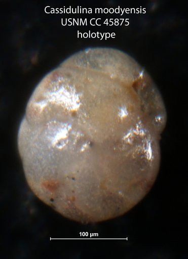 Cassidulina moodysensis Cushman & Todd, 1945