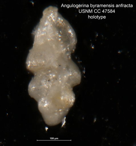 Angulogerina byramensis var. anfracta Todd, 1952