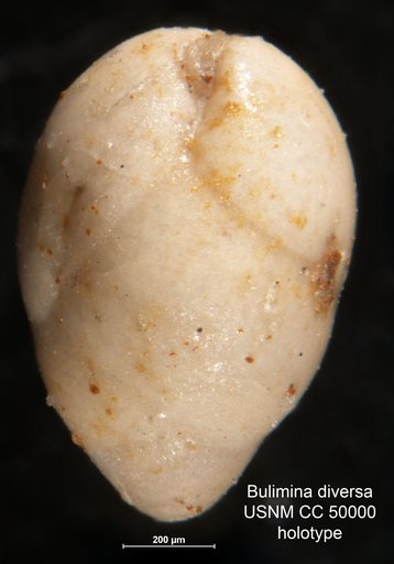 Bulimina (Desinobulimina) diversa Cushman & Stone, 1947