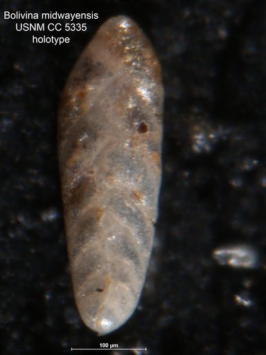 Bolivina midwayensis Cushman, 1936