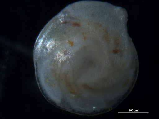 Robulus insulsus Cushman, 1947