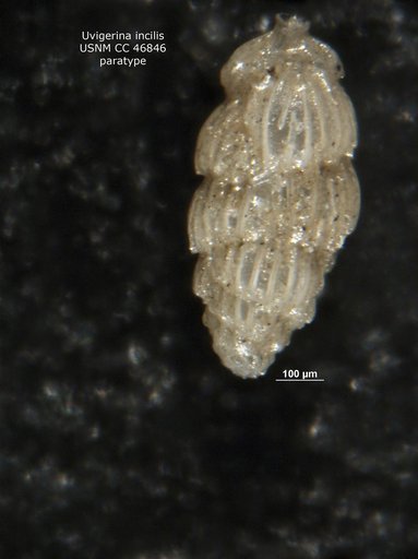 Uvigerina incilis Todd, 1948