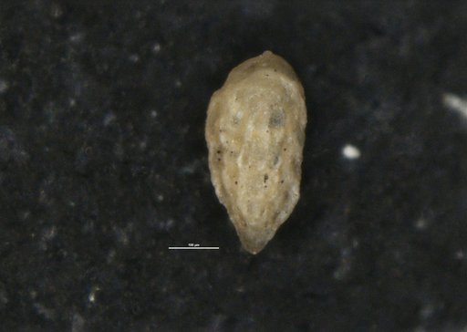 Bulimina acutangularis Cushman & Stainforth, 1947