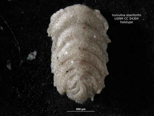 Vulvulina stainforthi Cushman & Renz, 1947