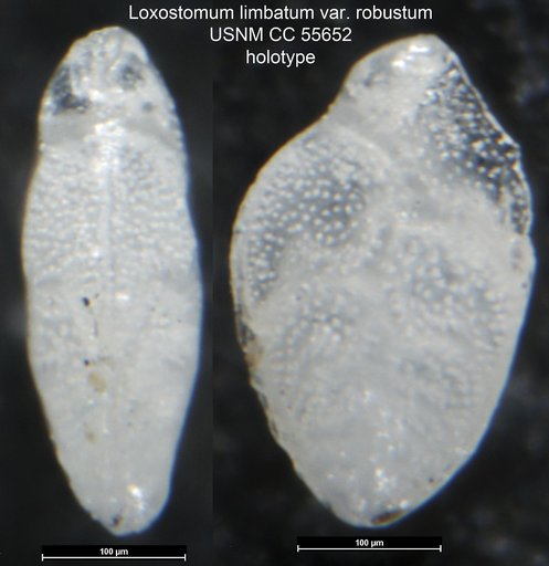Loxostomum limbatum var. robustum Said, 1949