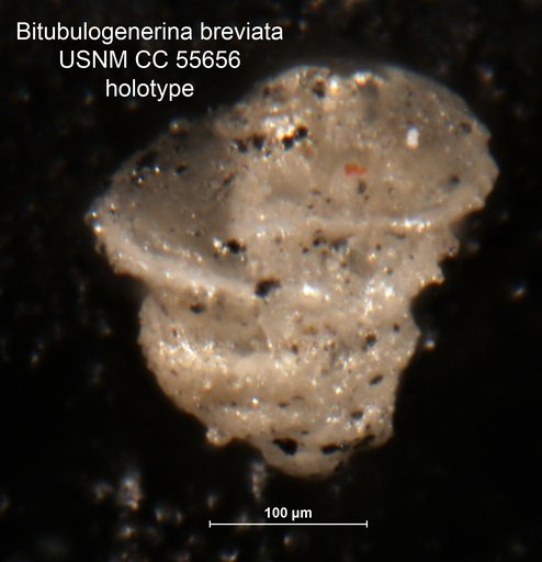 Bitubulogenerina breviata Said, 1949