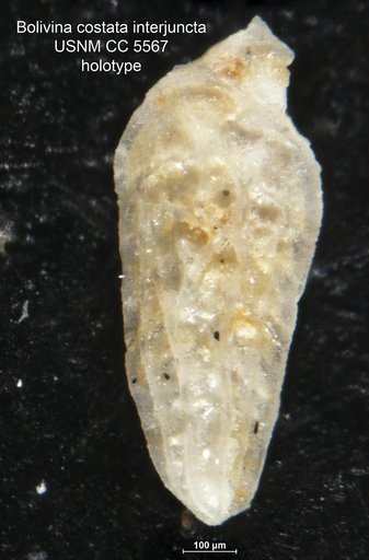 Bolivina costata var. interjuncta Cushman, 1926
