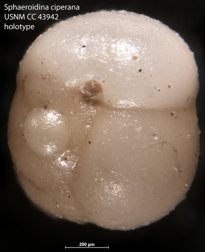 Sphaeroidina ciperana Cushman & Todd, 1949