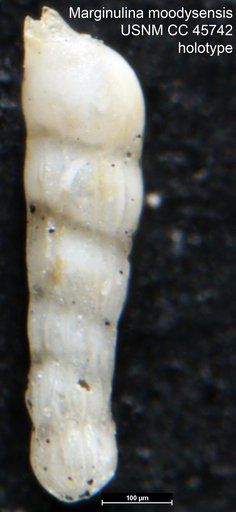 Marginulina moodysensis Cushman & Todd, 1945