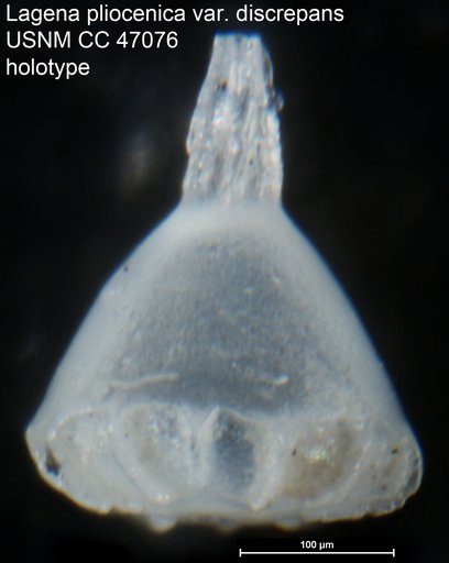 Lagena pliocenica var. discrepans Cushman & Gray, 1946